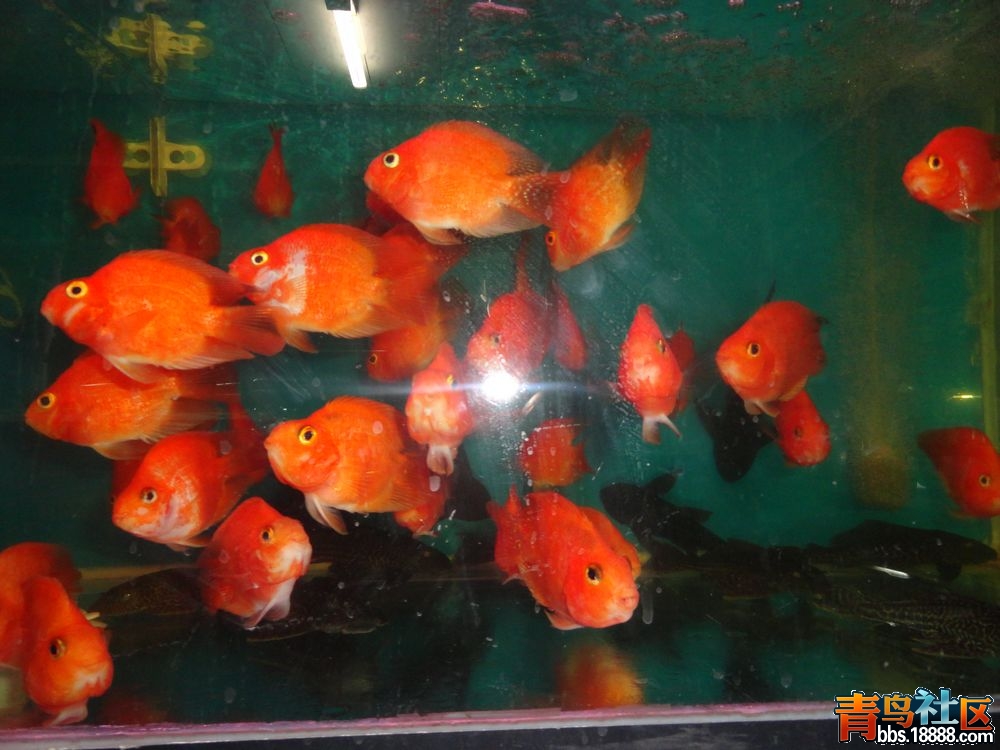 DSC00180新.jpg