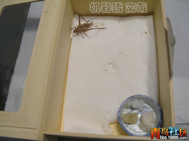 大纸盒虫1.jpg