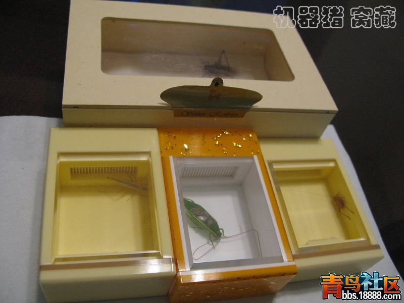 大纸盒虫4.jpg