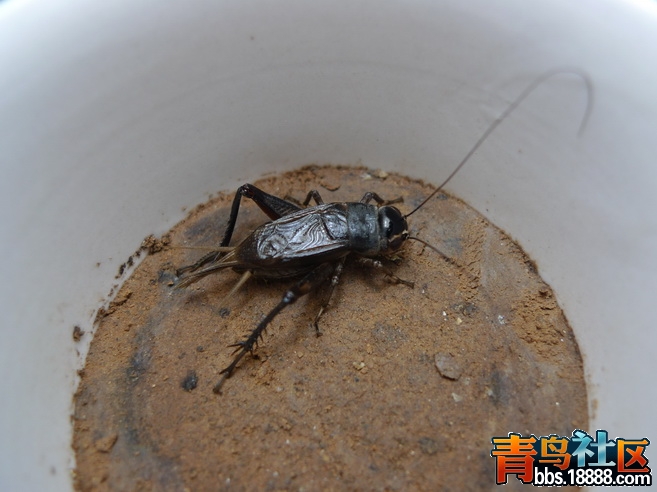 P1010162_调整大小.JPG