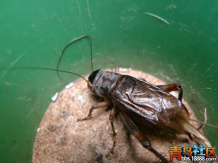 P1010350_调整大小.JPG