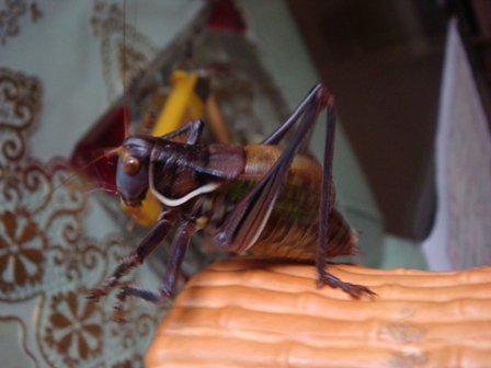 DSC04053.JPG