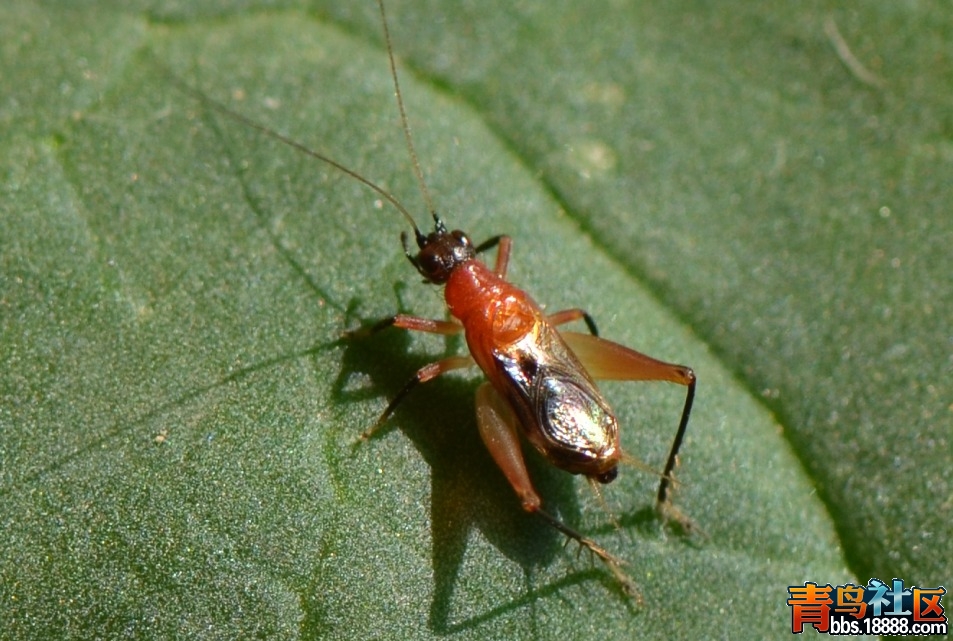 红胸3（20120101）.jpg