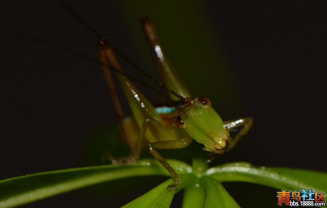 某草螽3龄若3（20120415）.jpg