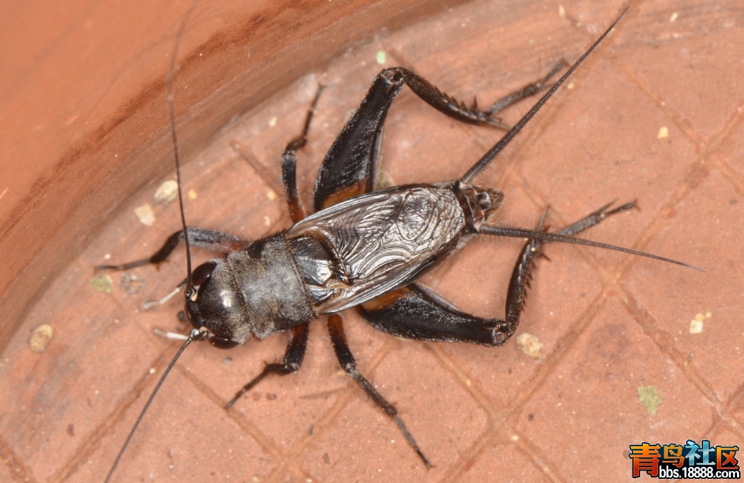 白须暗珀蟋？3（20120404大蜕）.jpg