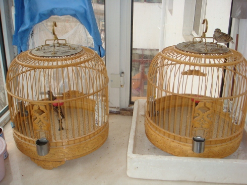 DSC02169 (490x368).jpg