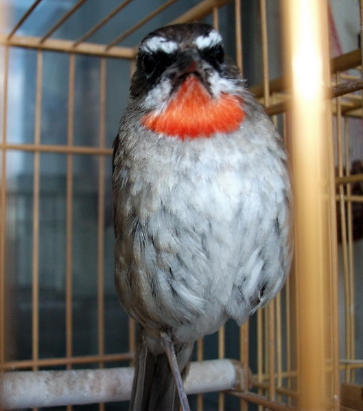 DSCF4049_缩小大小.JPG