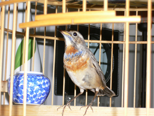 P1030196_副本.jpg