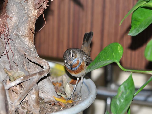DSC_1176.JPG
