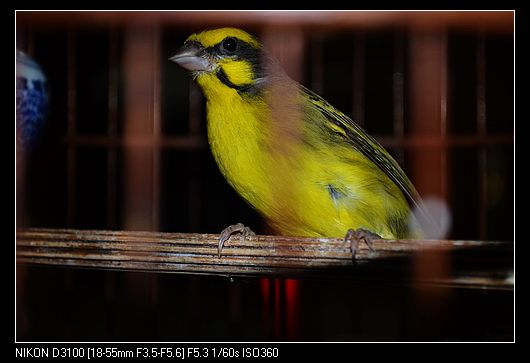 nEO_IMG_DSC_0223.jpg