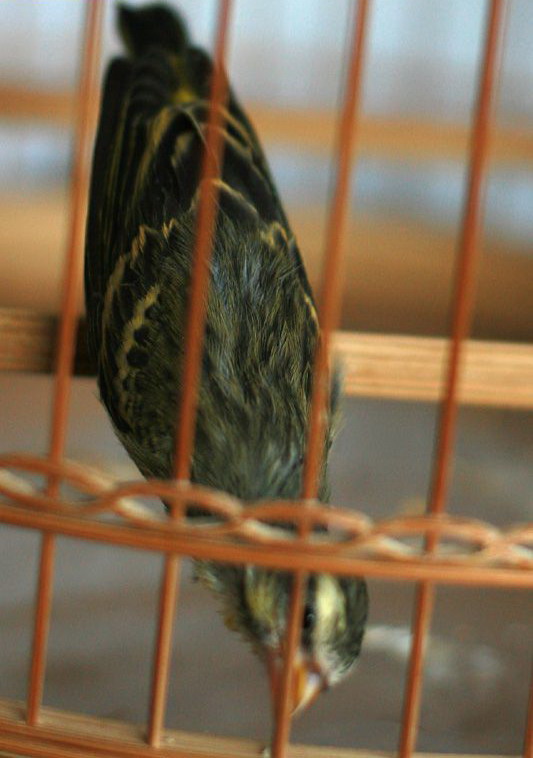 20071117_14b0f242c068968a081ckZOSMjPI7nDt.jpg