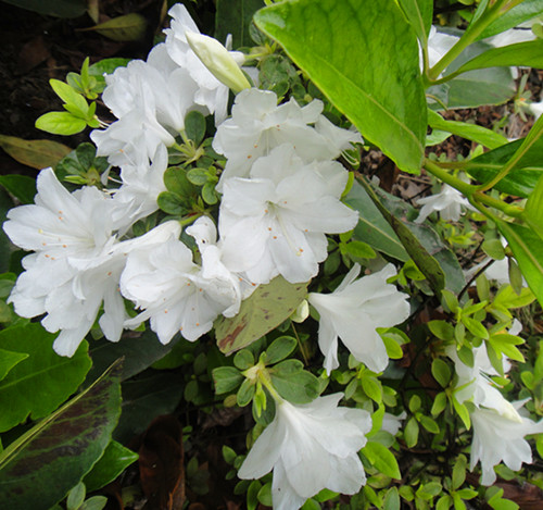 DSC04818_副本.jpg