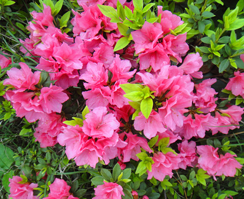 DSC04792_副本.jpg