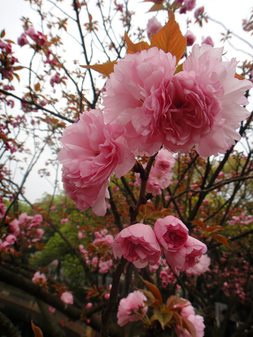 DSC04313_副本.jpg