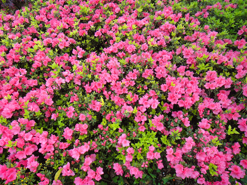 DSC04796_副本.jpg