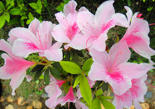DSC04814_副本.jpg