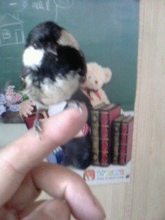 IMG0243A.jpg