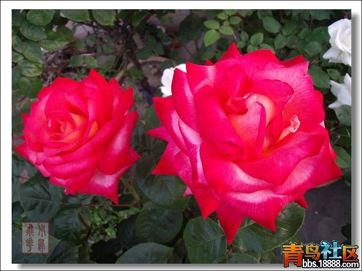 DSCF2322.jpg