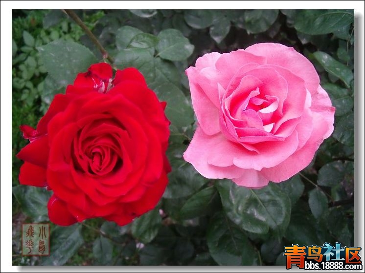 DSCF4036.jpg