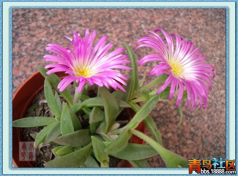 DSCF6409.jpg