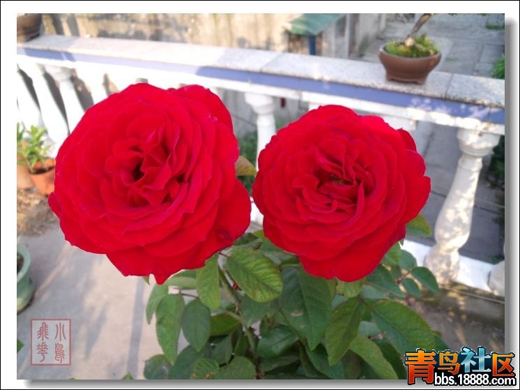 DSCF2433.jpg