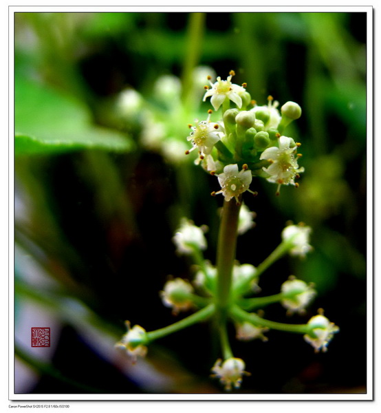 IMG_1761_调整大小.JPG