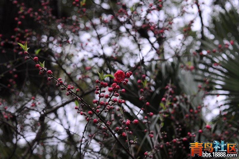 DSC_0101.JPG