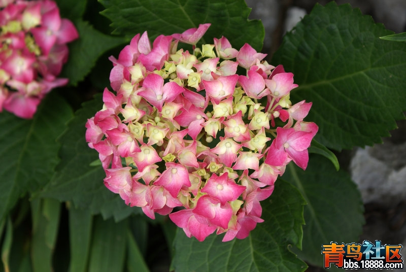 花-3.jpg