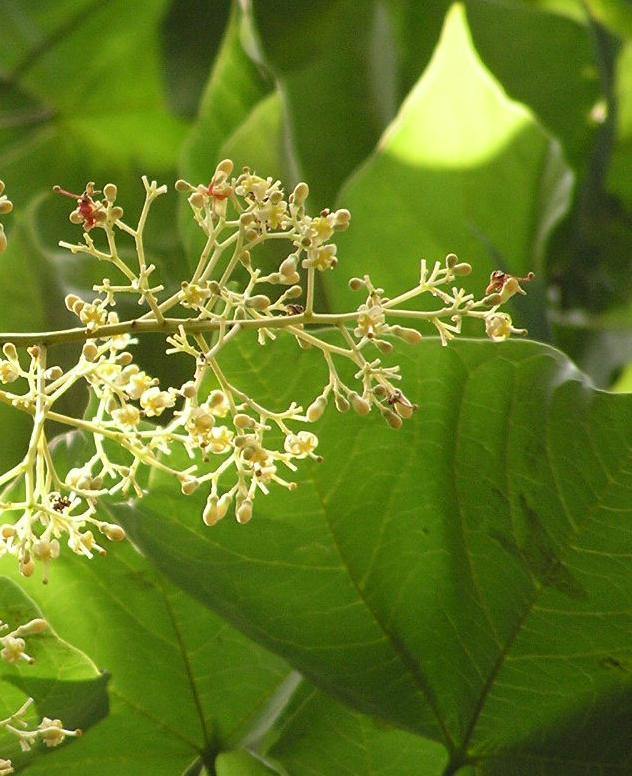 Firmiana-simplex-in-flower.jpg