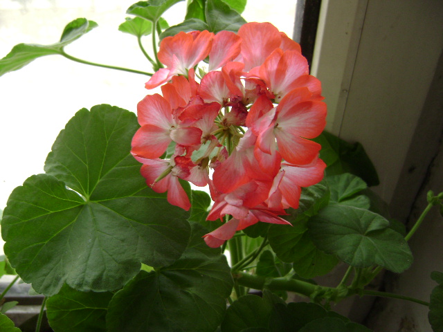DSC06477.JPG