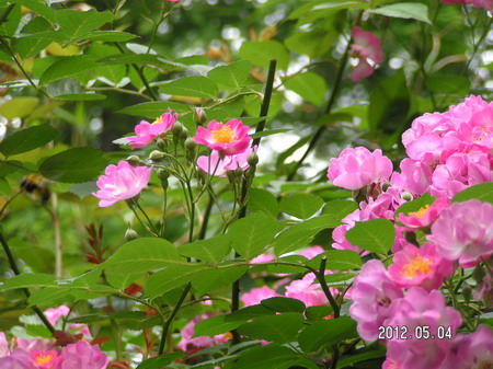 PICT0062_缩小大小.JPG