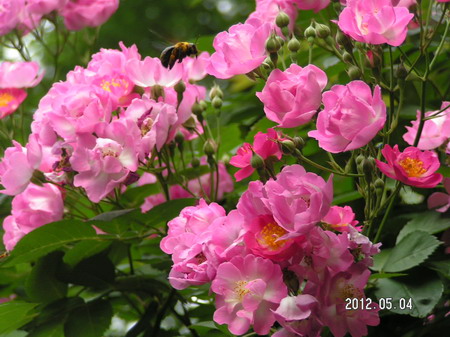 PICT0063_缩小大小.JPG