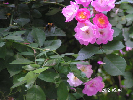 PICT0052_缩小大小.JPG