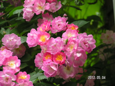 PICT0067_缩小大小.JPG
