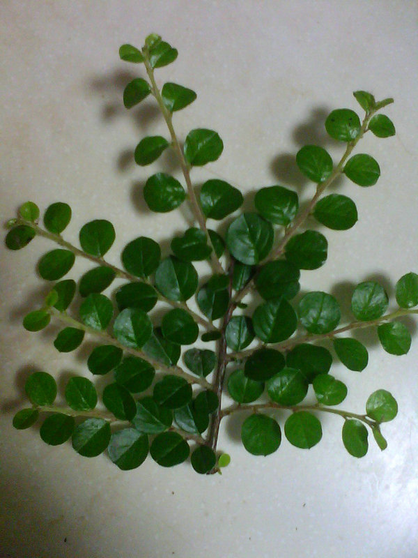 IMG0227A.jpg