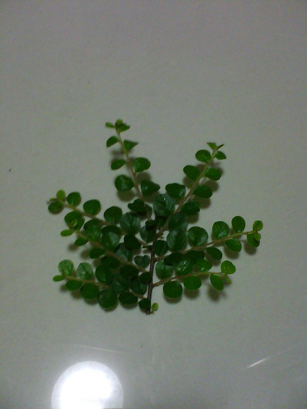 IMG0226A.jpg