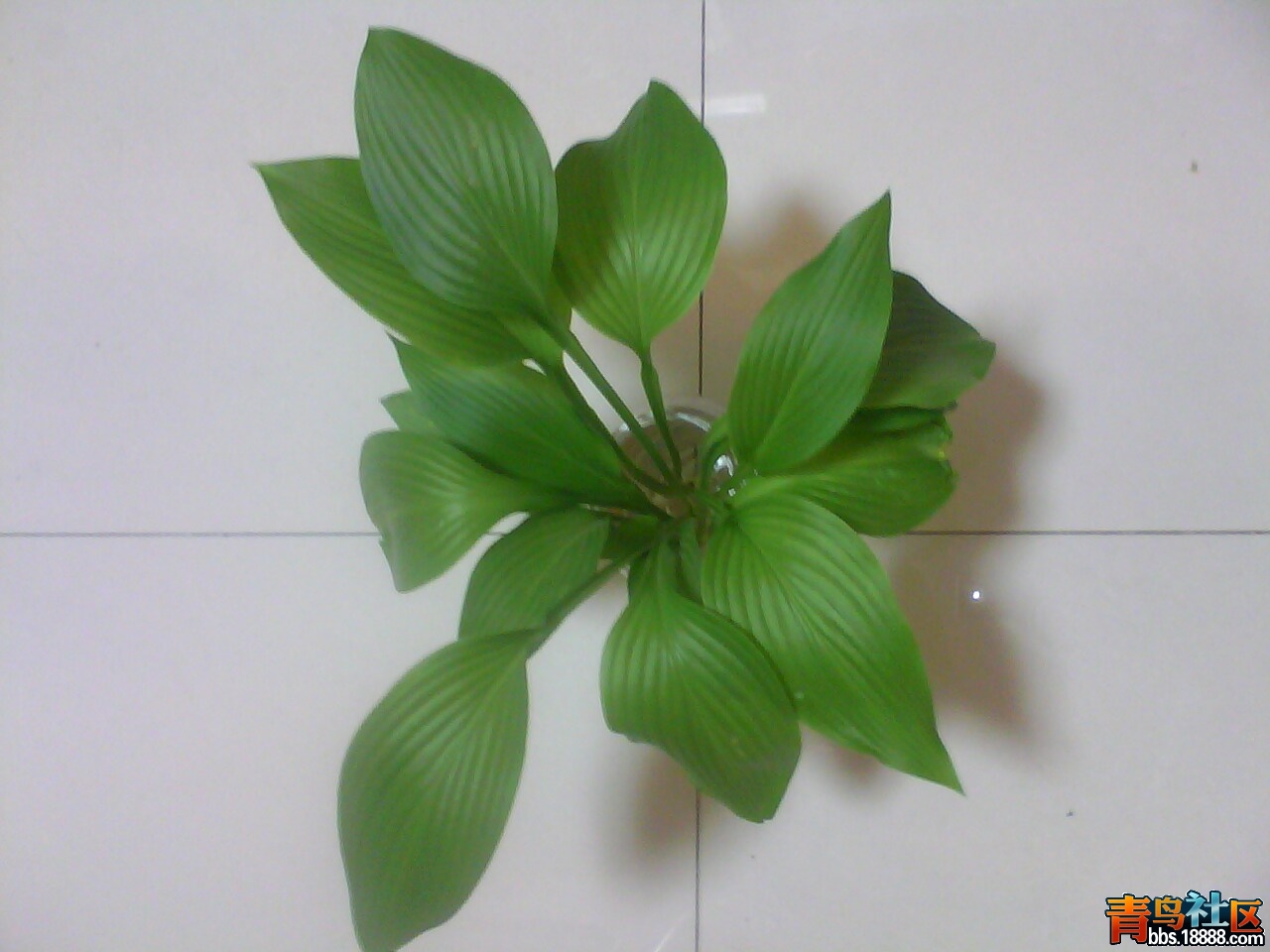 IMG0192A.jpg
