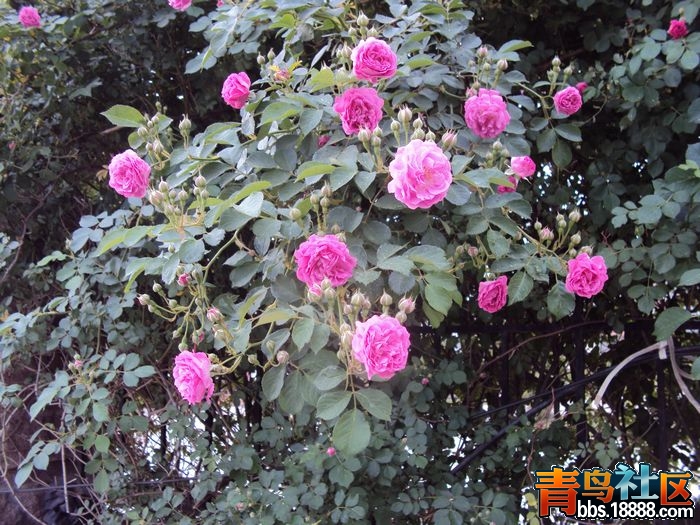 照片 我的照片3 129.jpg