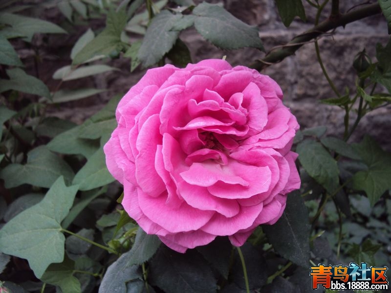 照片 我的照片3 091.jpg