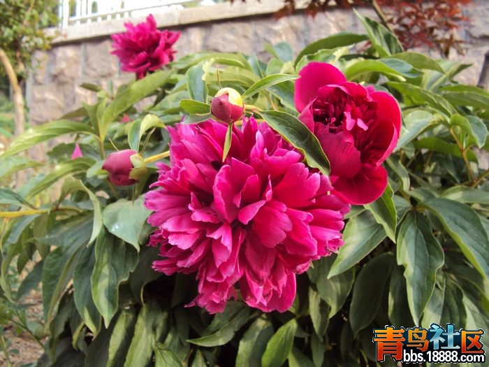 照片 我的照片3 162.jpg