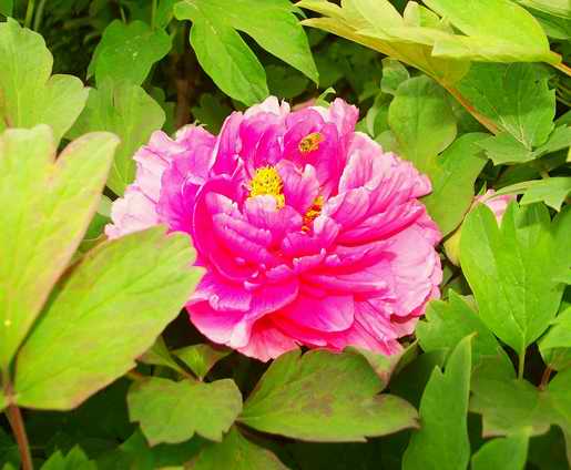 PICT0010.JPG