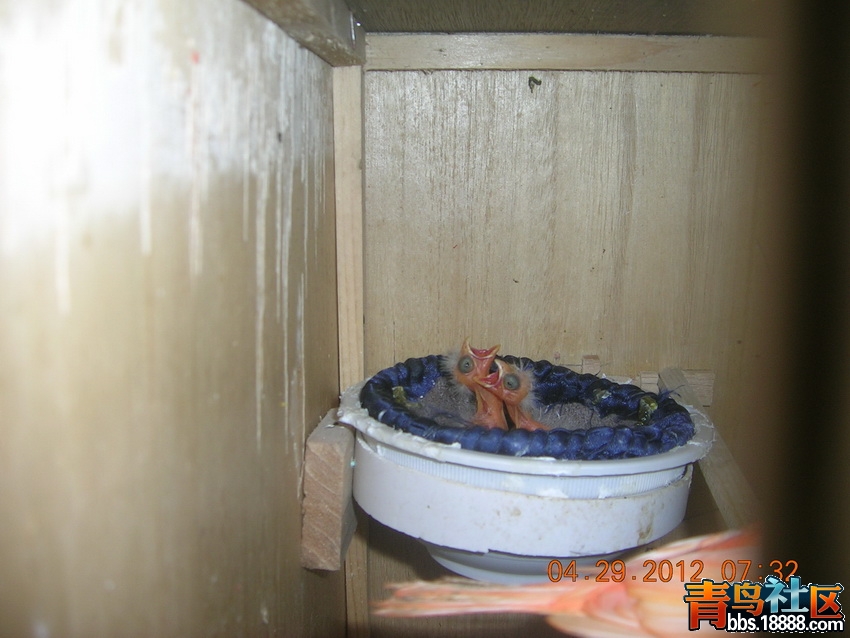 红2六天.jpg