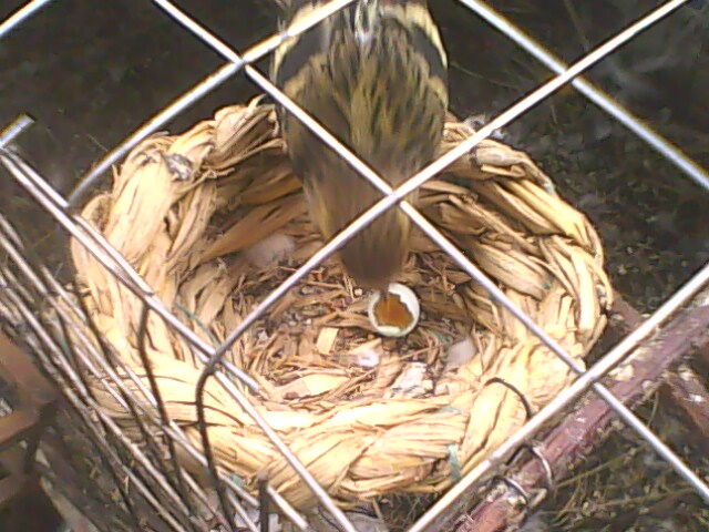 IMG0779A.jpg