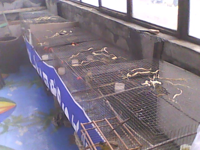 IMG0744A.jpg
