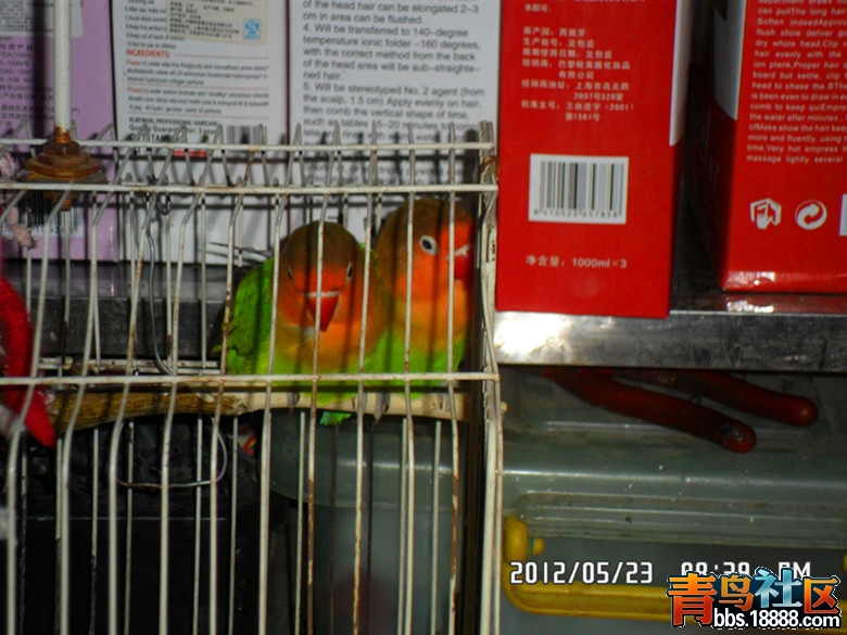 SAM_0682_副本.jpg
