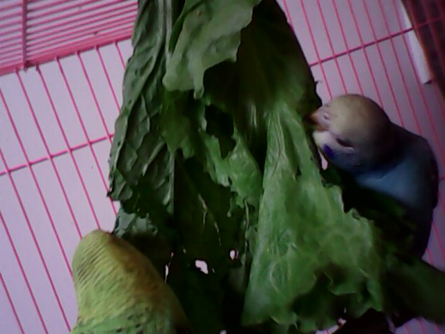 IMG0084A.jpg