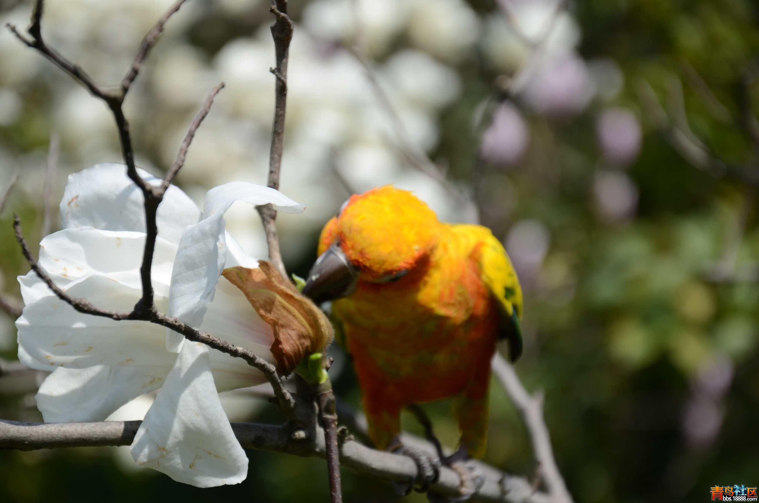 DSC_3455.JPG
