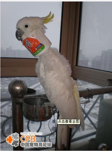 鹦鹉咬毛.JPG