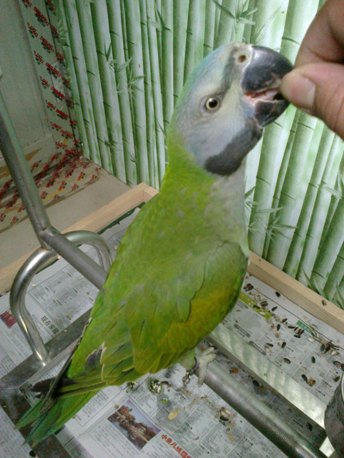 鹦鹉6.jpg
