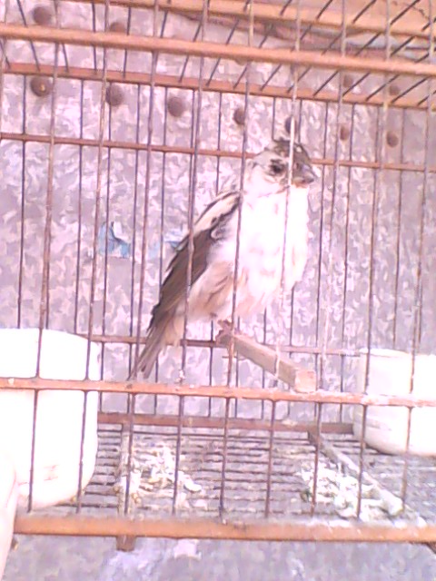IMG0760A.jpg